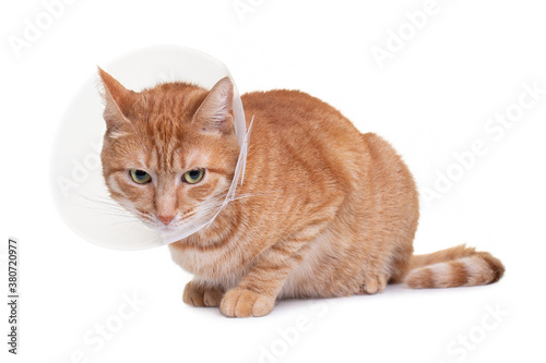 The cat wears a cone collar to protect and prevent licking the wound after sterilization. Neutering the male cat. Sick cat concept. White background.