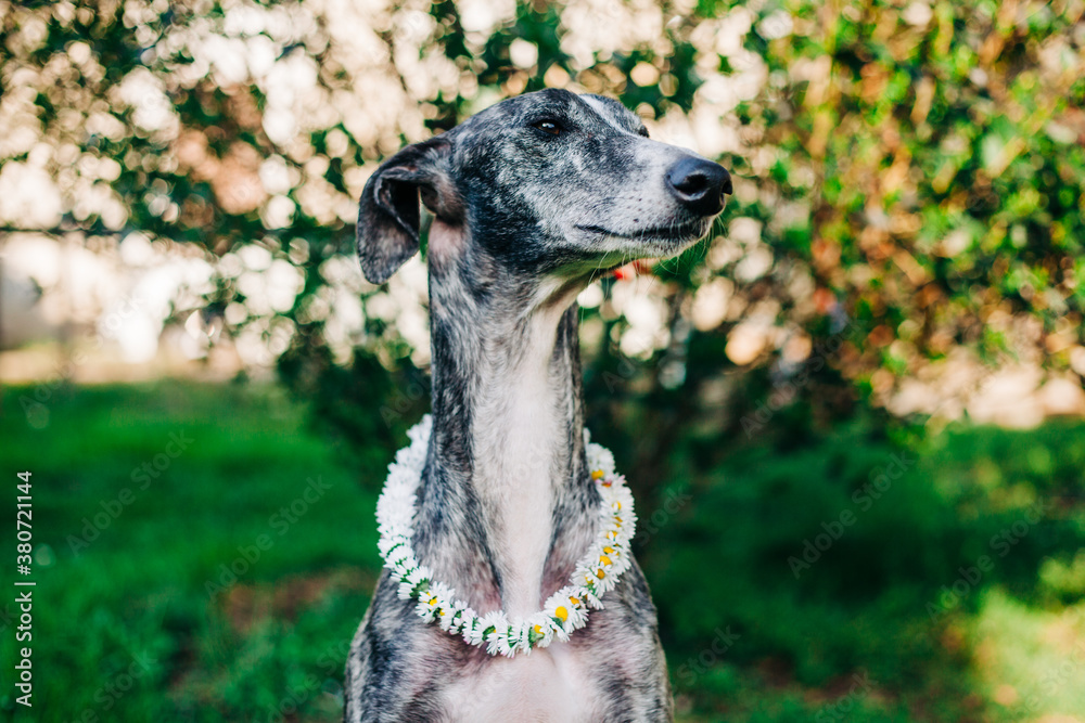 Portrait of a greyhound with daisy flowers in the garden Portrait of a greyhound with daisy flowers in the garden
