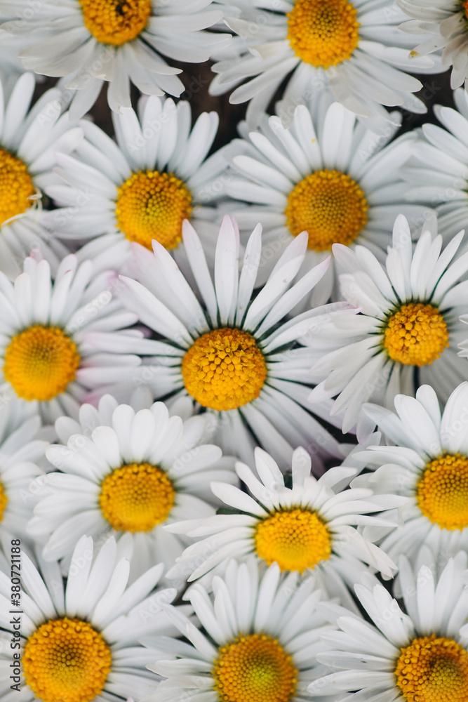 Daisies pattern Daisies pattern