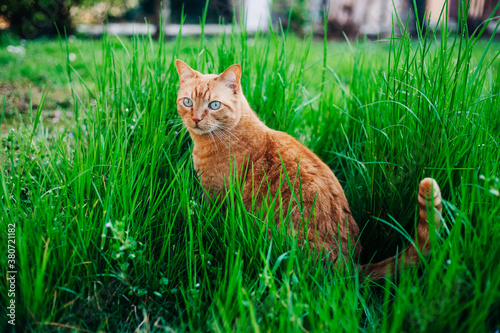 Ginger cat outdoor