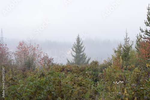 trees in the fog