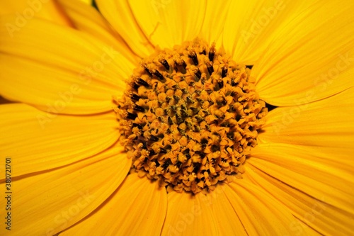 disco de flor amarilla con formas en espiral para fondo en color monocromático