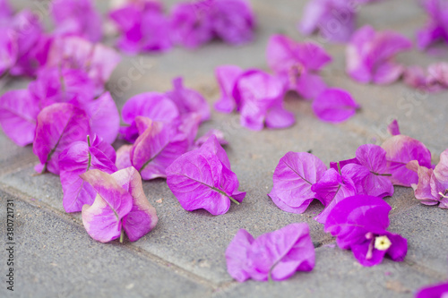 Beautiful fallen pink flowers of Bougainvillea, covering the ground photo