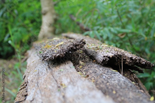 old wood in forest