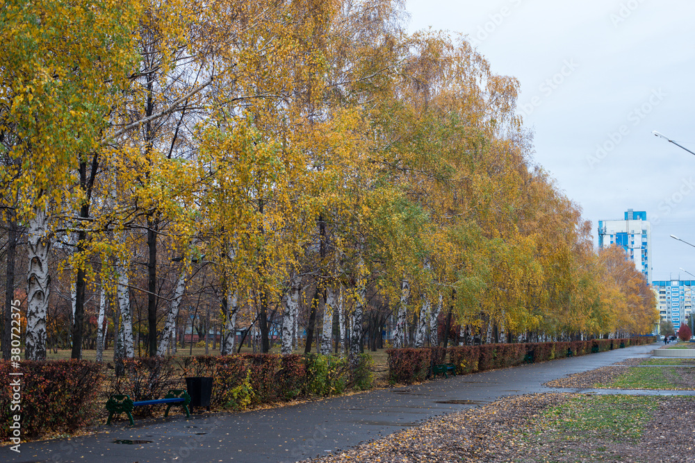 Golden autumn, an alley in the Park and already yellowed beautiful birches