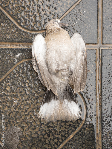 Dead pigeon on ground