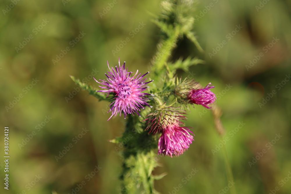 Purple blossom of the thistle plant Purple blossom of the thistle plant