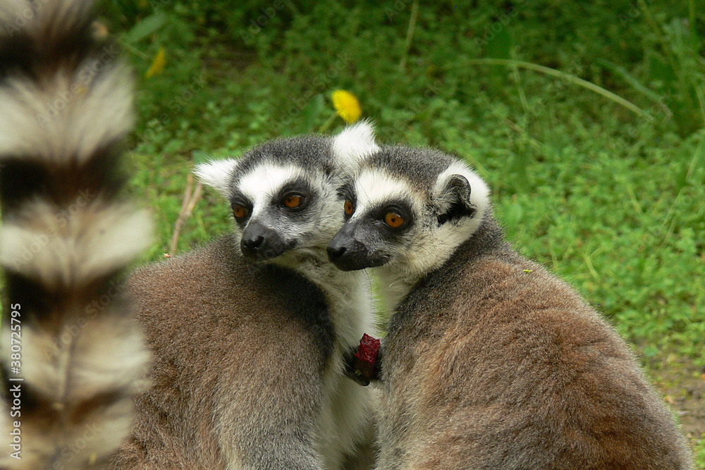 Obraz premium Lemur L'amour - Loving lemur couple posing for a selfie