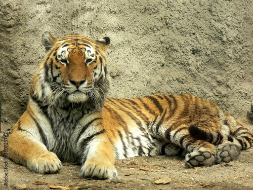 Tiger resting in the zoo - portrait