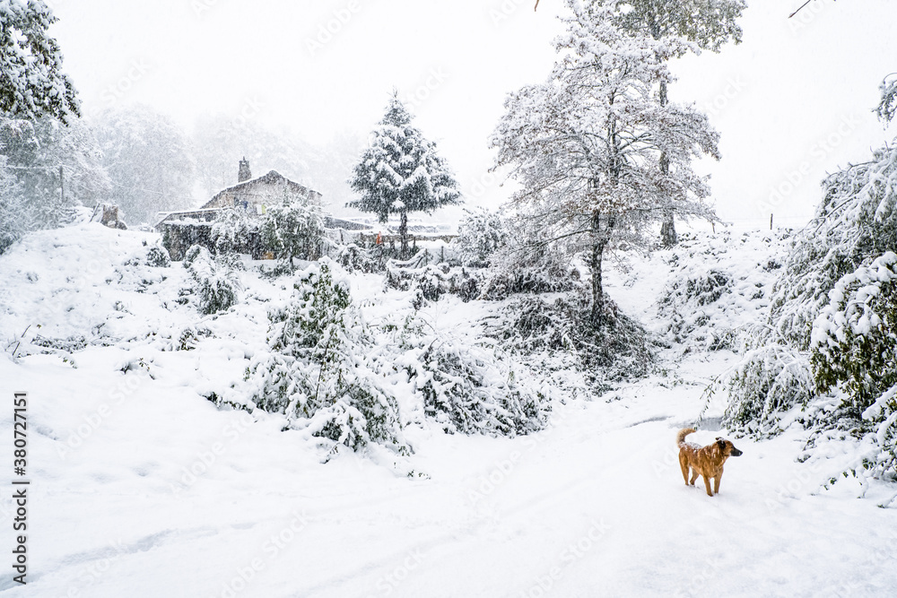 Red dog in black and white picturesque winter surrounding Red dog in black and white picturesque winter surrounding