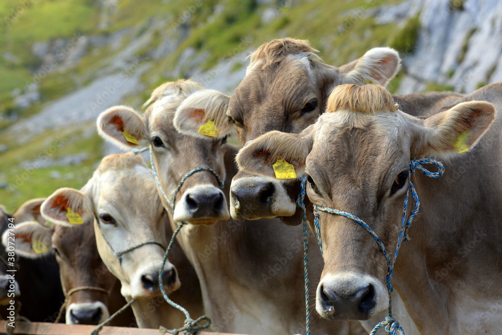 Almabtrieb. Geschmückte Kühe am Ende der Almsaison Almabtrieb. Geschmückte Kühe am Ende der Almsaison