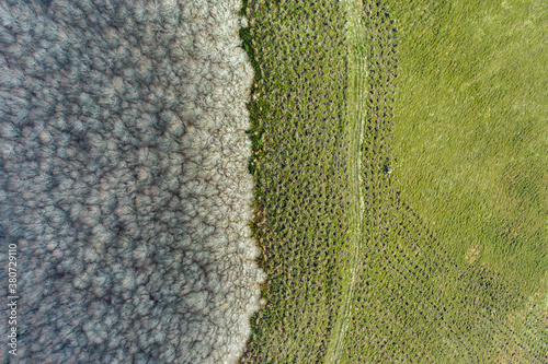 Aerial view of reforestation and forest photo