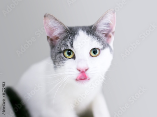 A gray and white shorthair kitten looking at the camera and licking its lips