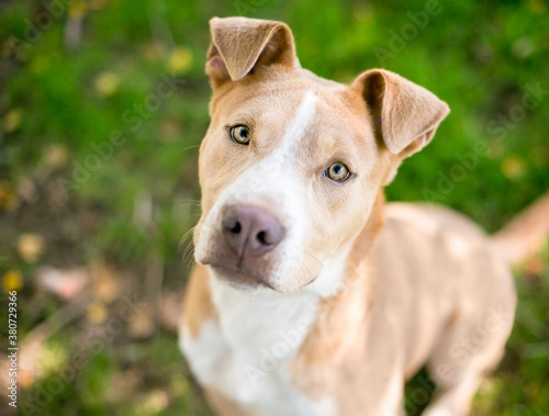 A tan and white mixed breed puppy with folded ears looking up at the camera