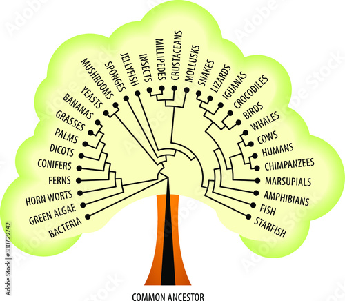 The evolutionary tree of life showing diversification and branching. On a graduated colour background.