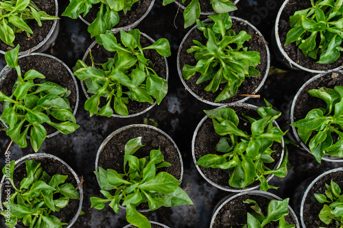 Pattern of growing plants in jars in greenhouse