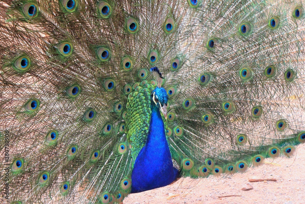 Obraz premium peacock with feathers