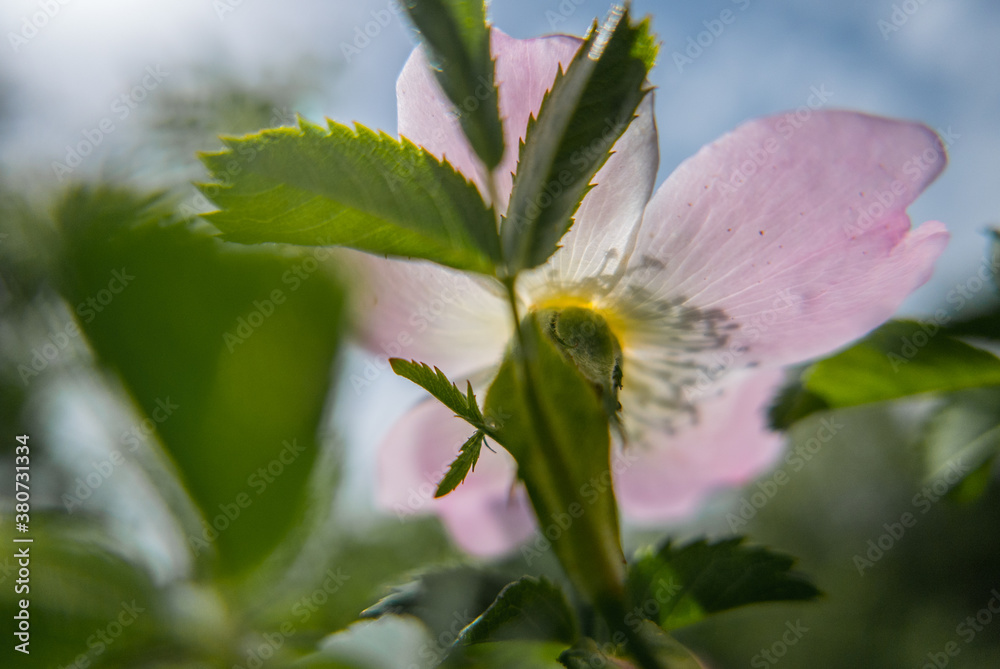 underhead view of rosehip flower and leaves underhead view of rosehip flower and leaves