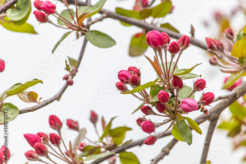 Delicate pink unopened cherry or Apple Buds close up. Beginning of early spring. Blurred background. Tree branch with beautiful flowers. Postcard for spring holiday
