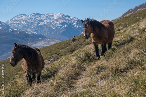 three draft horses are chilling on a mountain photo