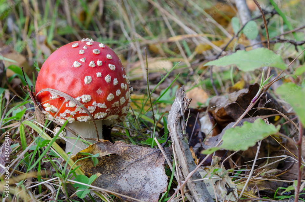 amanita, mushrooms on a grass background in autumn amanita, mushrooms on a grass background in autumn