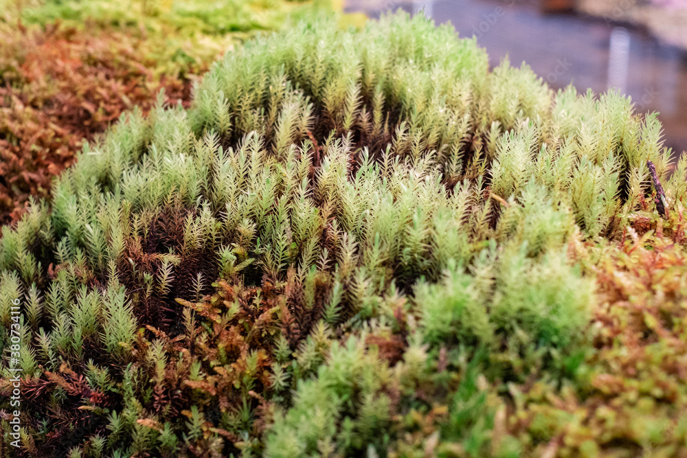 Green moss macro photography, forest floor nature background. Green plants close up wallpaper background. Lichen pattern forest floor, green moss macro texture for design. Green moss macro photography, forest floor nature background. Green plants close up wallpaper background. Lichen pattern forest floor, green moss macro texture for design.