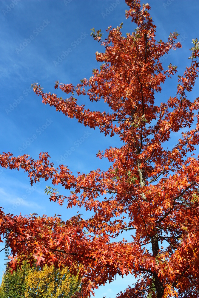 The splendor of fall foliage with blue sky The splendor of fall foliage with blue sky