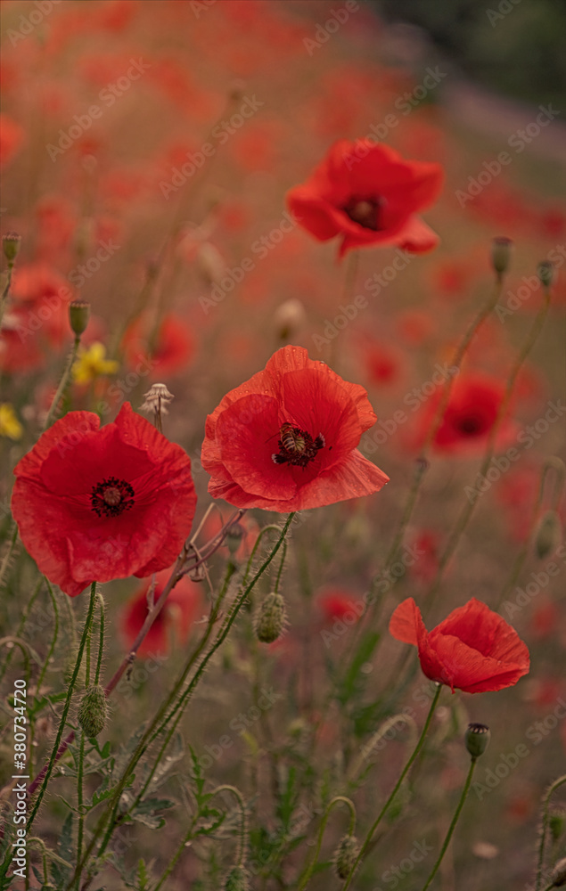 Obraz premium Blooming red poppies and sunny summer meadow 