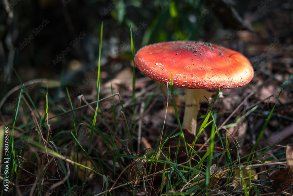 Amanita muscari. Toxic and hallucinogen beautiful red-headed mushroom Fly Agaric in grass on autumn forest background. source of the psycho-active drug Muscarine Amanita muscari. Toxic and hallucinogen beautiful red-headed mushroom Fly Agaric in grass on autumn forest background. source of the psycho-active drug Muscarine