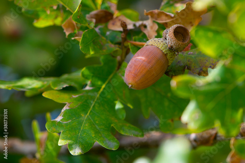 oak autumn leaves and acorns close up