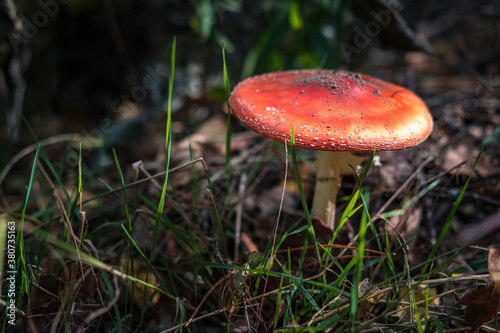Amanita muscari. Toxic and hallucinogen beautiful red-headed mushroom Fly Agaric in grass on autumn forest background. source of the psycho-active drug Muscarine