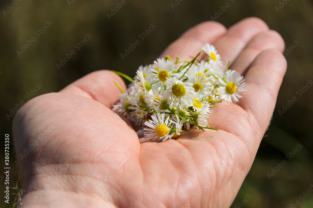 small field daisies in a man's hand