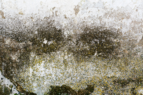 Cracked wall with moss