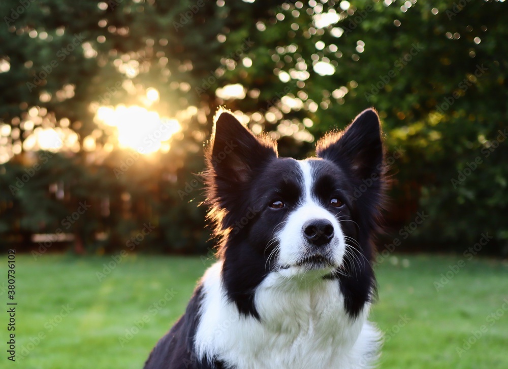 Closeup of Border Collie Head in the Garden. Cute Portrait of Black and White Domestic Dog with Sunlight in the Background.