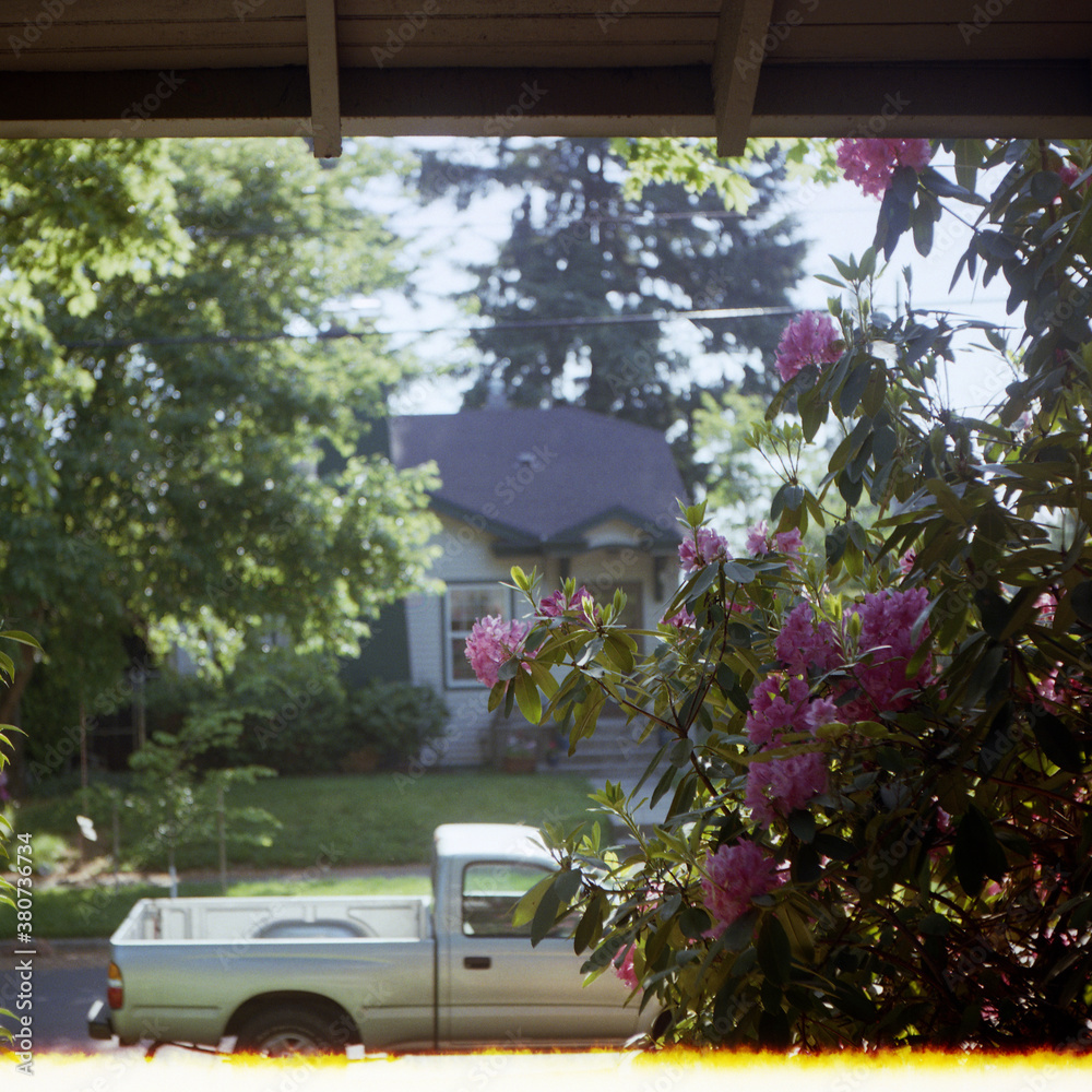 Rhododendrons on the Front Porch Rhododendrons on the Front Porch