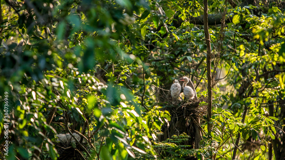 Chicks birds of white Egretta Garzetta nesting over the tree in sunset spring. Chicks birds of white Egretta Garzetta nesting over the tree in sunset spring.