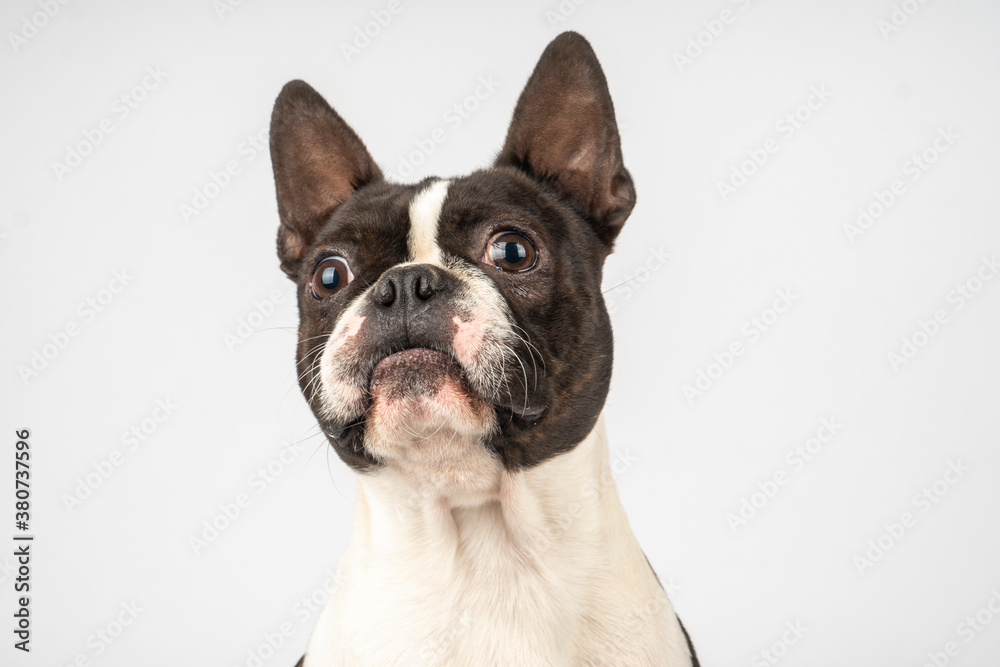 Boston terrier dog puppy headshot point ears