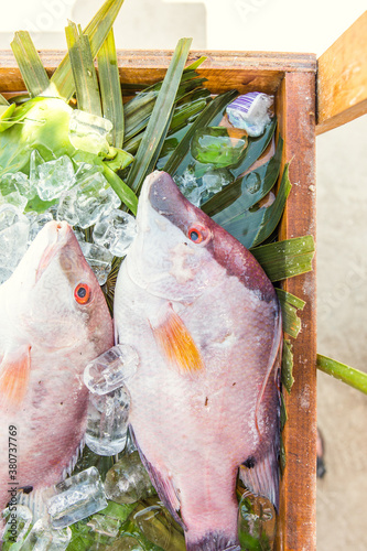 Fish on ice photo