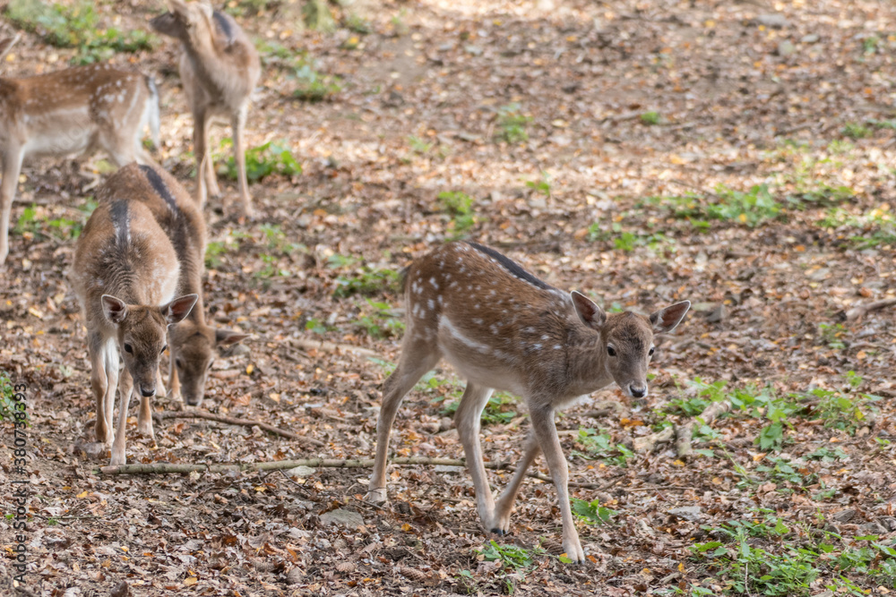 Fototapeta premium deer