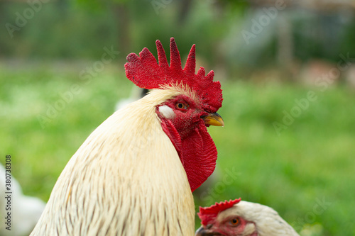 chicken, rooster, bird, animal, farm, hen, poultry, beak, cockerel, agriculture, white, fowl, head, red, nature, feather, comb, domestic, rural, feathers, farming, grass, livestock, portrait, crest