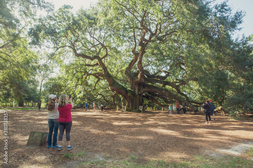 If the Angel Oak could only Talk