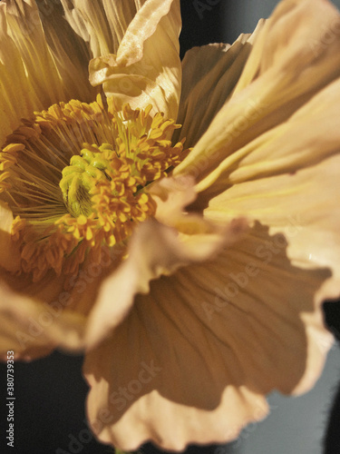 Blossom, Papaver flower