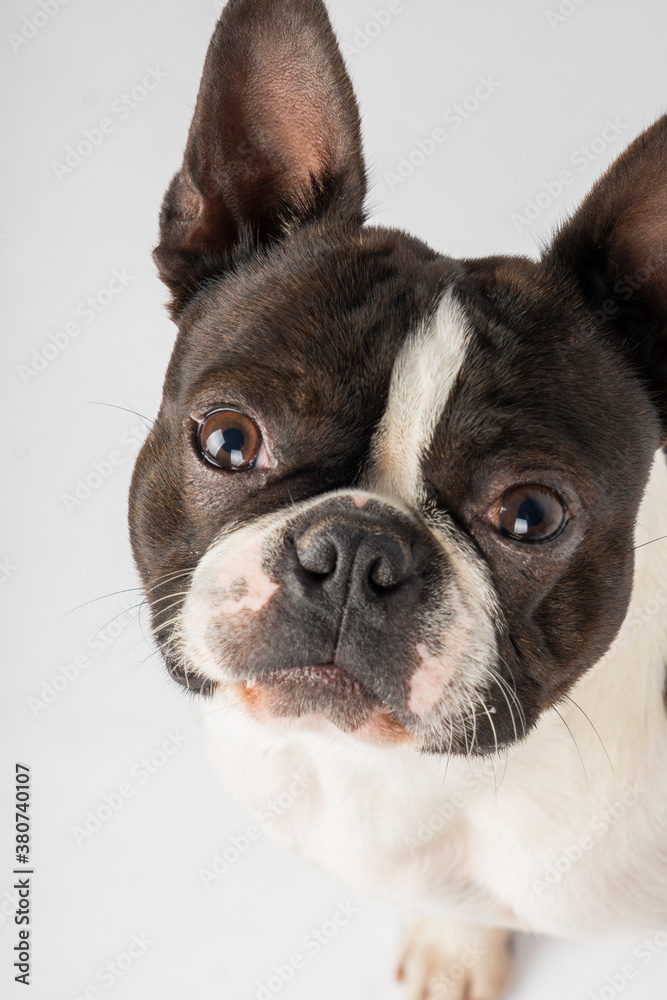boston terrier dog headshot puppy eyes pointy ears