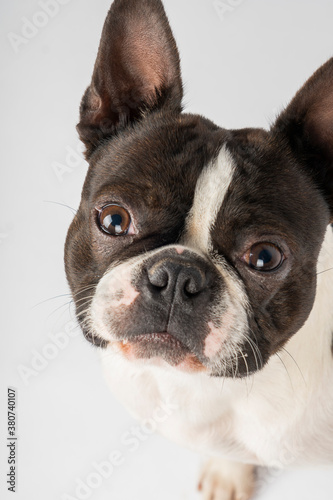 boston terrier dog headshot puppy eyes pointy ears © Saimi