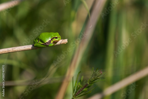 Green tree frog - Hyla arborea sitting curled up on a blade of dry grass.