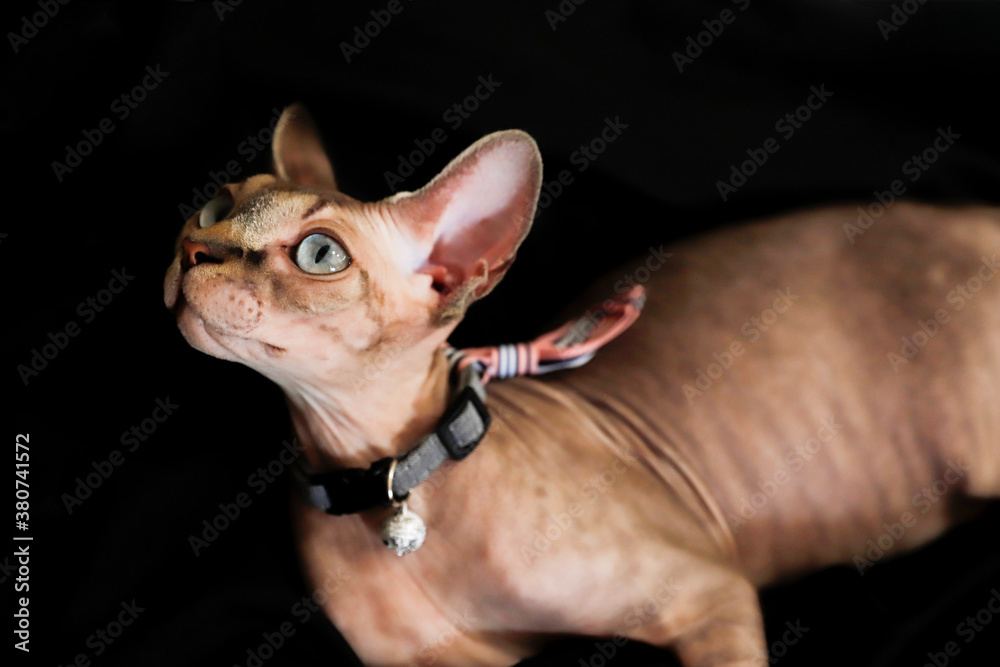 a pregnant sphinx cat on a black background
