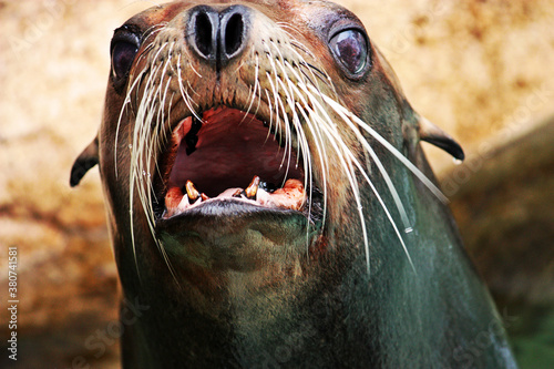 Sea Lion Closeup