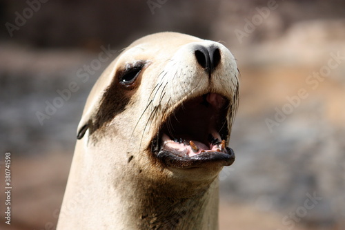 Sea Lion Closeup