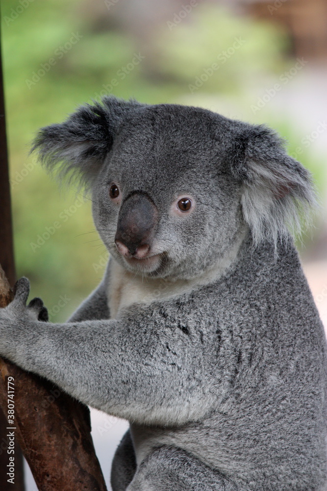 Fototapeta premium Koala Portrait