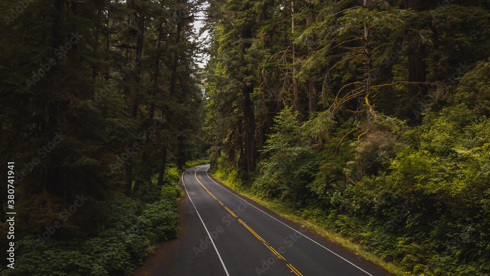 Obraz premium road in the woods